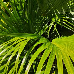 新婚H圆房～H嗯啊1V1
